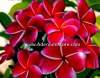 (image for) Dream Angels Plumeria x 6 Seeds