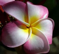 (image for) Plumeria Seeds 'Hawaii' (6 Seeds)