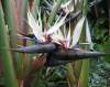 Bird of Paradise Seeds 'Strelitzia Nicolai' (5 Seeds)