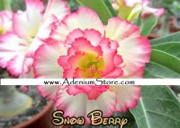 (image for) New Adenium 'Snow Berry' 5 Seeds