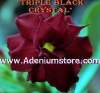 (image for) Adenium Seeds 'Black Crystal' 5 Seeds