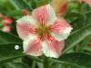 (image for) Adenium Obesum 'Star of Red Ripples' x 5 Seeds