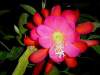 Epiphyllum 'Queen of May' 5 Seeds