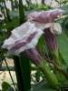 (image for) Datura Seeds 'Triple Purple' (5 Seeds)