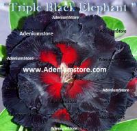 Adenium Obesum Triple Black Elephant 5 Seeds