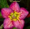 (image for) Adenium Obesum Seeds 'Deluxe' 5 Seeds