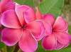 (image for) Plumeria Rubra 'Sexy Pink' x 6 Seeds