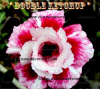 (image for) Adenium Obesum Double Ketchup 5 Seeds