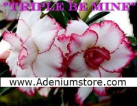 Adenium Seeds ' Triple Be Mine' 5 Seeds