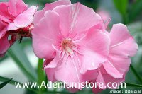 Nerium Oleander 'Turners Flirt' 5 Seeds