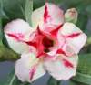 (image for) Adenium Obesum 'Love at First Sight' 5 Seeds