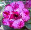 (image for) Adenium Obesum 'Double Pink Stone' (5 Seeds)