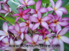 (image for) Plumeria Seeds Lanna Violet 6 Seeds