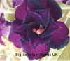 (image for) Adenium Obesum 'Double Purple Heart' 5 Seeds