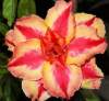 (image for) Adenium Obesum Triple Star Fire 5 Seeds