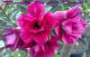 (image for) New Adenium 'Double Purple Touch' 5 Seeds