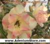 (image for) New Adenium 'Double Cashmere' 5 Seeds