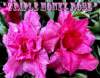 Adenium Obesum 'Triple Honey Rose' 5 Seeds