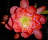 (image for) Epiphyllum Orchid Cactus 'Victorian Rose' 5 Seeds