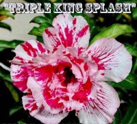 Adenium 'Triple King Splash' 5 Seeds