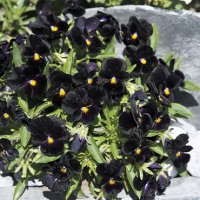 (image for) Viola 'Back to Black' x 100 Seeds
