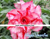 (image for) New Adenium 'Happy Valentine' 5 Seeds