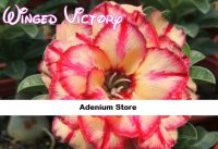 New Adenium 'Winged Victory' 5 Seeds
