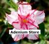 Adenium Seeds 'Pasadena' 5 Seeds