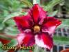 (image for) Adenium Seeds 'Galaxy Heart' 5 Seeds