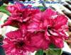 (image for) Adenium Obesum 'Double Watery Pattern' 5 Seeds