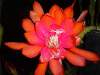Epiphyllum Orchid Cactus 'Sun Goddess' 5 Seeds