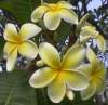 (image for) Plumeria Seeds 'Old Gold' (6 Seeds)