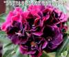 New Adenium 'Double Black Bouquet' 5 Seeds