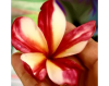 (image for) Plumeria Rubra Miracle 6 Seeds