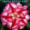 (image for) Adenium Obesum Triple Exotic Kiss 5 Seeds