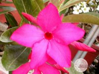(image for) Adenium Obesum 'Lucky Pink' x 5 Seeds