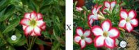 (image for) Adenium Obesum 'Polaris' X 'Super Noble Concubine' x 5 Seeds
