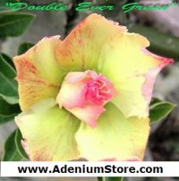 (image for) New Adenium 'Double Ever Green' 5 Seeds