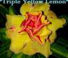 (image for) Adenium Obesum Triple Yellow Lemon 5 Seeds