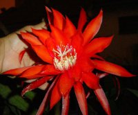 Epiphyllum Orchid Cactus 'Red Willow' 5 Seeds
