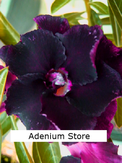 (image for) Adenium Obesum Purple Shades 5 Seeds - Click Image to Close