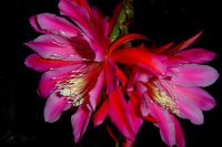 (image for) Epiphyllum Crenatum Orchid Cactus 'Your The One' 5 Seeds