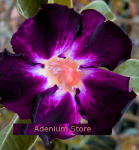 (image for) Adenium Obesum Shadow of Memories 5 Seeds