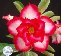(image for) Adenium Seeds 'Touching Heart' (5 Seeds)