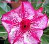 (image for) Adenium Obesum 'Double Endless Love' 5 Seeds