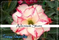 (image for) New Adenium 'Snowy Valentine' 5 Seeds