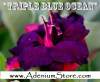New Adenium 'Triple Blue Ocean' 5 Seeds