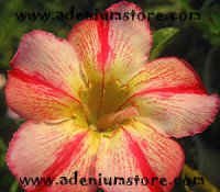 Adenium Obesum 'Hybrid 3452' 5 Seeds