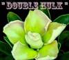 Adenium Obesum Double Hulk 5 Seeds