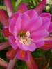 (image for) Epiphyllum [Orchid Cactus] 'Madras Ribbon' 5 Seeds
